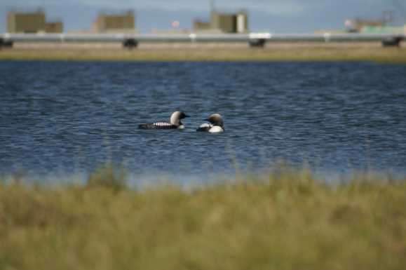 Oil and gas infrastructure hurting nesting birds in globally important breeding area in arctic Alaska