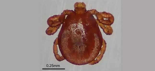 Researchers are warning of the tick-borne disease babesiosis. Here, a magnified view of Dermacentor albipictus, the tick responsible. Credit: Emily Chenery