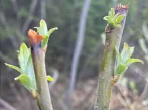 Feltleaf Willow leaves emerge beneath where a moose nipped off buds during the winter. Photo-Ned Rozell