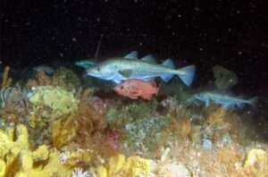 Several Pacific cod swim among smaller rockfish in Alaskan waters. The addition of data from the Northern Bering Sea to the Distribution and Mapping Analysis Portal (DisMAP) could help scientists better understand how the ranges of species such as Pacific cod are shifting in that region in response to a warming climate. Credit: NOAA Fisheries/Alaska Fisheries Science Center
