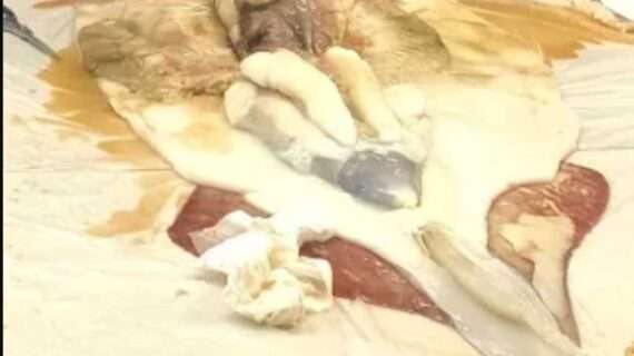 A squid plays a shark at Kodiak’s ComFish