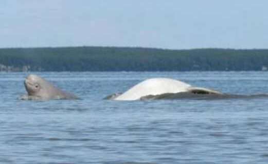 New Model Predicts Potential Effects of Prey Availability and Human Activities on Pregnant Cook Inlet Beluga Whales