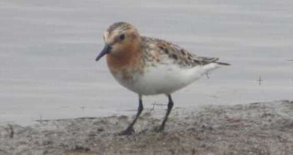 A New Teenager and her Unusual Bird