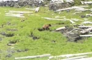 A grizzly is seen from a helicopter bringing scientists to a predetermined study area on Kruzof Island in southeast Alaska. Photo by Taryn Lopez