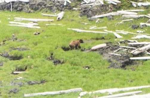 Mt. Edgecumbe Volcano Research Starts with a Bear Encounter