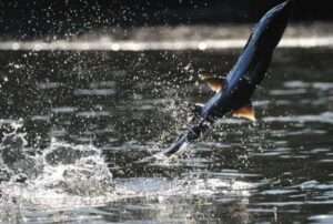 Photo:  Jumping salmon.  Courtesy of Sven Haakanson, Jr.
