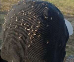 Female mosquitoes perch on Ned Rozell's hood north of Fairbanks. Image-Anna Rozell