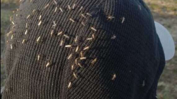 Pound for pound, Alaska mosquitoes pack punch