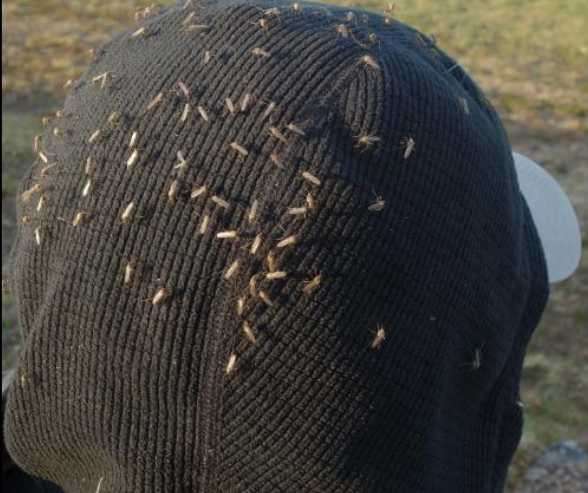 Pound for pound, Alaska mosquitoes pack punch