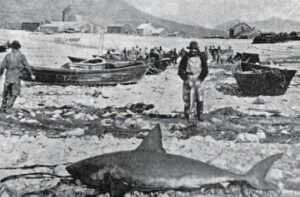 Photo: Salmon Shark on the beach in Karluk, 1889. Photo by T.H. Bean, courtesy of the National Archives.
