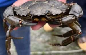 Invasive European green crab trapped in Southeast Alaska in summer 2023. Photo by Ginny Eckert/Alaska Sea Grant.
