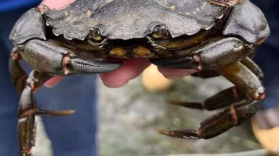 Supporting European green crab early detection