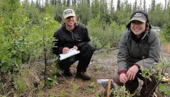 UAF-led team uncovers plant remediation effects on petroleum contamination