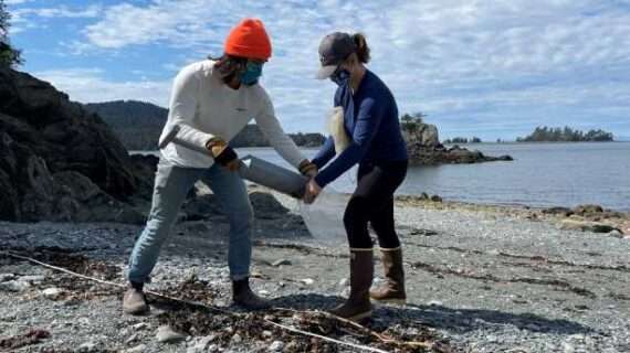 UAF researchers discover complex ecosystem among Alaska seaweed debris