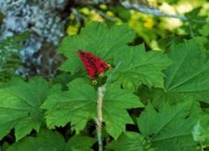 Photo: Devils club with berries. Photo by Priscilla Russell, courtesy of the KANA collection.
