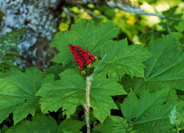 Devil’s Club-Alutiiq Word of the Week-June 25th