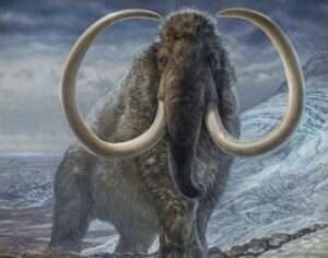 James Havens of Anchorage painted this image of a woolly mammoth that illustrated a cover of a science magazine in which appeared the work of UAF's Matthew Wooller and his colleagues. A life-size version of this painting will soon be on display in the University of Alaska Museum of the North