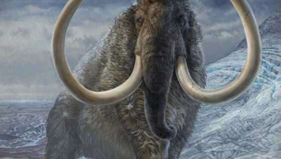 Adopted mammoth fell 15,000 years ago