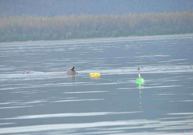 Report Your Sightings of Two Entangled Humpbacks Last Seen Near Juneau