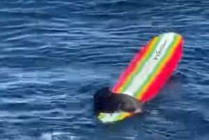 Sea Otter on surf board. Image-Hefti Brunold/Youtube video screengrab