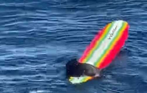 Wildlife officials attempt safe capture of unusually aggressive sea otter in Santa Cruz