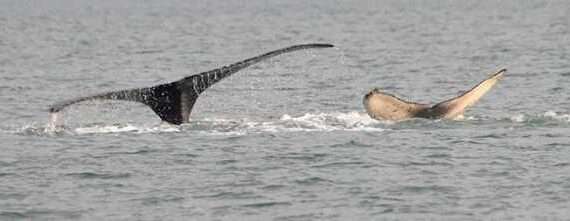 Humpback Calf Disentangled Near Juneau