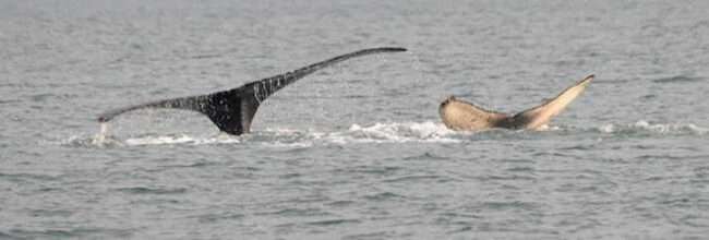 Juneauite (mom) on the left and Herbert (entangled calf) on the right. Credit: NOAA Fisheries/Suzie Teerlink (NMFS Permit #24359)
