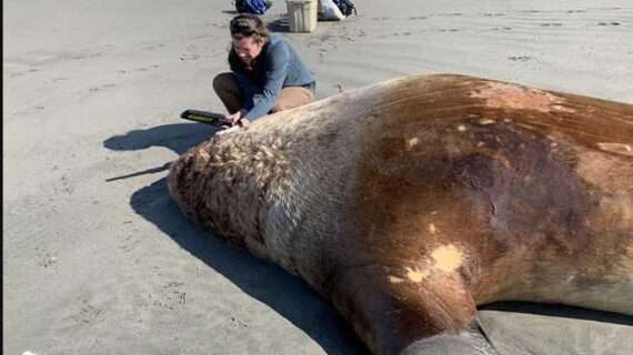 Help Stop Illegal Shootings of Sea Lions and Seals Near the Copper River Delta