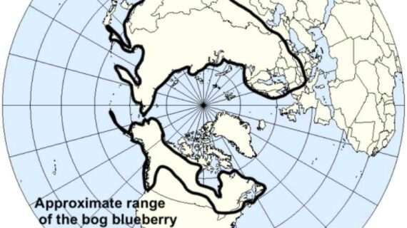 Alaska blueberries are good for you. Right?