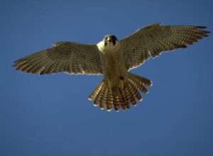 An adult peregrine falcon in flight over Alaska. Image-Ted Swem