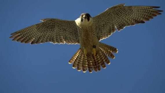 Population of Yukon River peregrines nosedives
