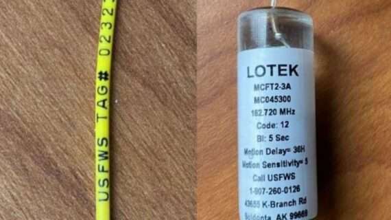 ADF&G and USFWS Multi-year Radiotagging Study of Kenai River Adult Coho Salmon