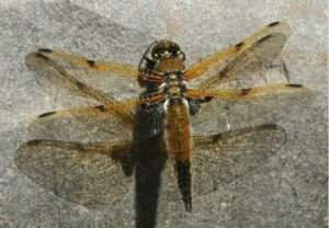 Photo: Four Spotted Skimmer, Photograph by Mary Hopson, courtesy of Dragonflies of Alaska.