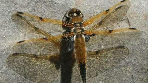 Dragonfly-Alutiiq Word of the Week-August 20th
