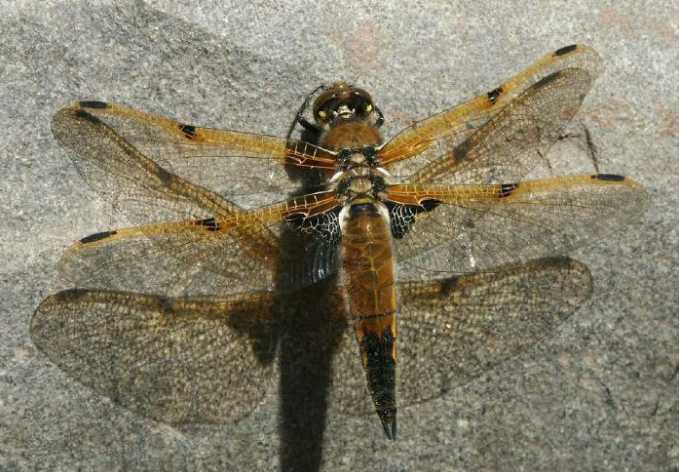 Dragonfly-Alutiiq Word of the Week-August 20th