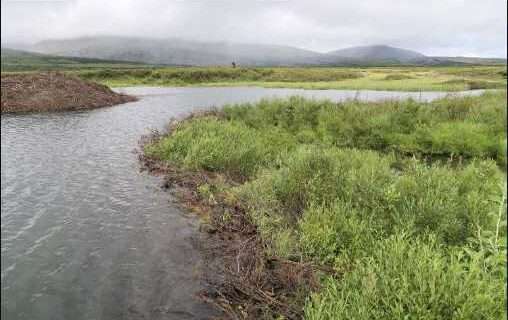 Beaver activity in the Arctic increases emission of methane greenhouse gas