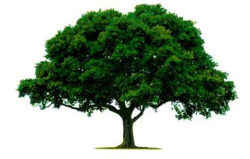 USDA Forest Service Awards Anchorage Park Foundation $2M for Forest Health