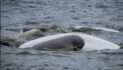 Strategic sex: Alaska’s beluga whales swap mates for long-term survival