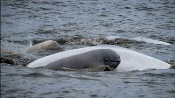NOAA Fisheries and Partners to Hold 5th Annual Belugas Count September 23