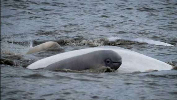 Belugas absent from Kenai River during peak fishing season