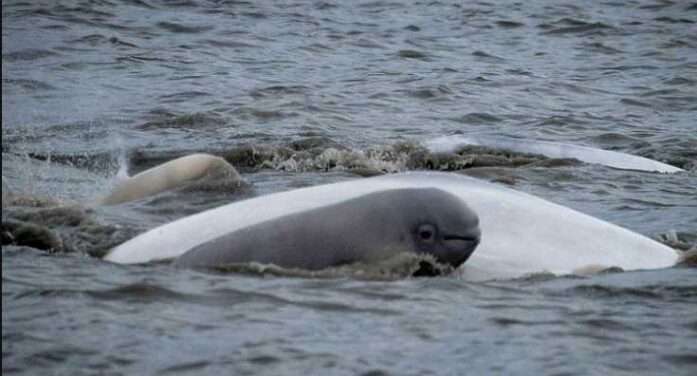 Strategic sex: Alaska’s beluga whales swap mates for long-term survival