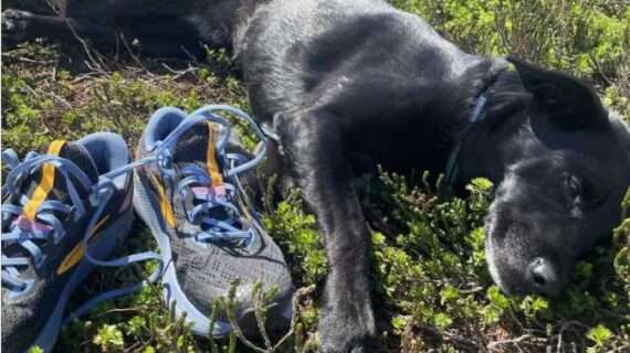 The world according to a dog’s nose