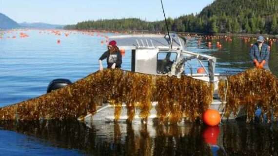 Seaweed: The Miracle Macroalgae with Major Economic and Environmental Value