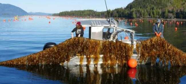 Sustainably grown, organic Alaskan kelp is harvested at the Seagrove Kelp Co. farm in Doyle Bay. Credit: NOAA Fisheries/Jordan Hollarsmith
