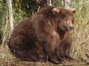 Beadnose 409 was the 2018 Fat Bear winner. Photo by A. Ramos, National Park Service. 
