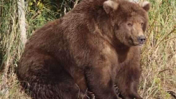 Everything You Want to Know About Katmai National Park’s Fat Bears