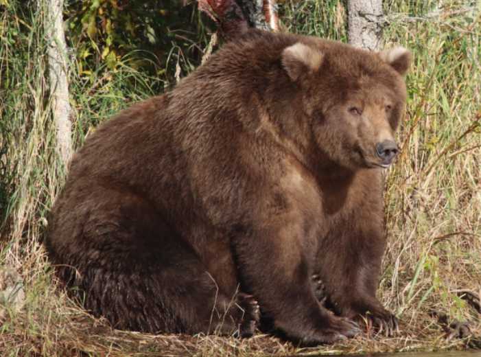 Everything You Want to Know About Katmai National Park’s Fat Bears