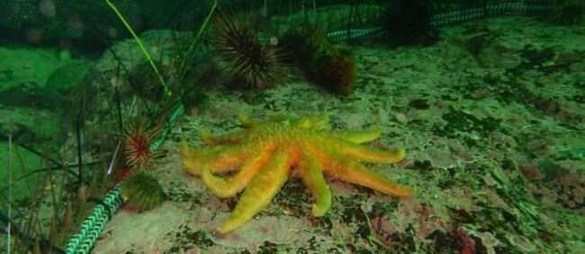 A Sunflower Sea Star chases Sea Urchins that are prevented from escaping by a barrier installed by biologists offshore of Sitka. Photo by  Sarah Gravem.