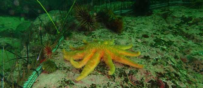 Sea stars, urchins and kelp forests
