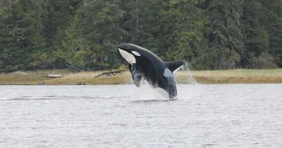 Coffman Cove Residents Help Free Two Killer Whales From Barnes Lake